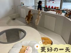 -柴务处·柴犬主题狗咖