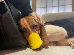 -喜柴咖啡·柴犬狗咖