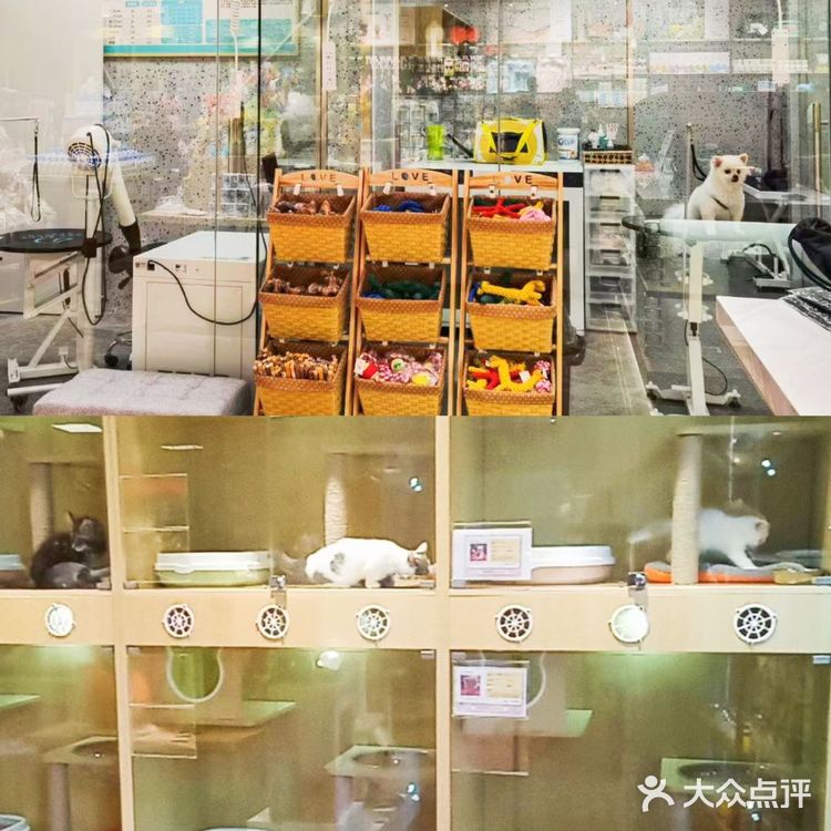 铲屎官快来报道❗❗