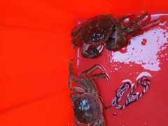 -乡乐园蟹庄·阳澄湖农家乐