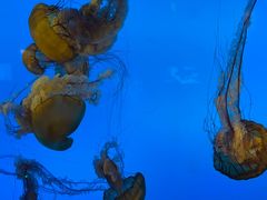 -太平洋海底世界