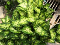 -秦美花卉(天朗·莱茵小城2期店)