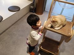 -飞行喵MR PILOT|猫舍·猫咖(静安大融城店)