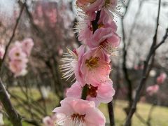 -南京古林公园
