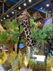 -卡通尼·Safari非洲探索乐园·生日会(金桥国际商业广场店)