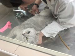 -申普宠物医院·心脏介入·心血管微创(总院)