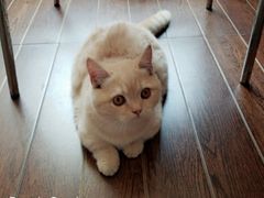 -Bastet sally猫舍购宠(静安店)