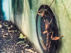-上海大自然野生昆虫馆(东方明珠·爬宠昆虫探索中心)
