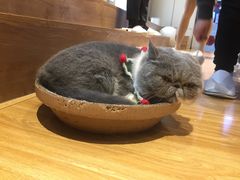 -啵啵喵·猫咖(攀华国际店)