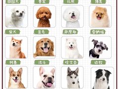 -FAELING PETS美天灵宠物(富力广场店)