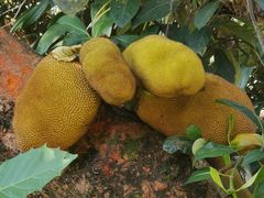 -中国科学院西双版纳热带植物园