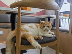 -喵园·猫主题咖啡厅·撸猫·猫咖(国贸店)