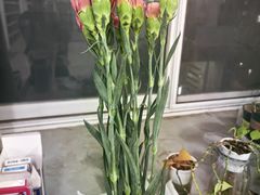 -盒马鲜生(双清路店)