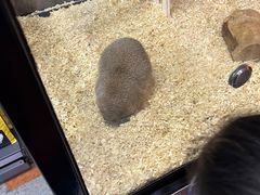 -宠物世家(仲盛世界商城店)
