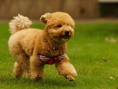 -大渔铁板烧(蛇口店)