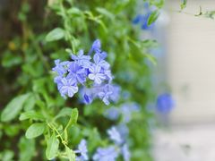 -三溪村