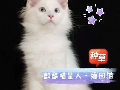 -十年猫舍·猫咪专门店(普陀店)