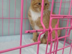 -美联众合宠物医院·爱萌分院·内外科·猫科中心