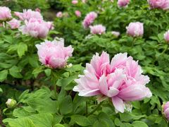 -洛阳市隋唐城遗址植物园