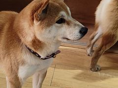 -是阿柴呀！柴犬咖啡·爱喵喵猫咖
