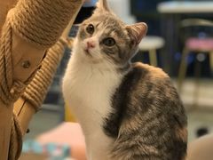 -泰国佛·塔罗·泰牌狐仙古曼