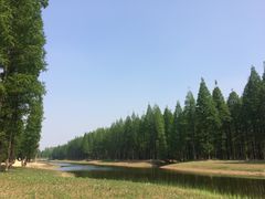 -黄海国家森林公园