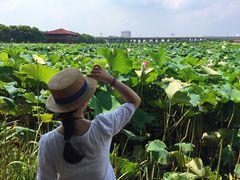 -荷塘月色湿地公园·向阳花洲