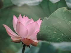 -三圣花乡旅游区