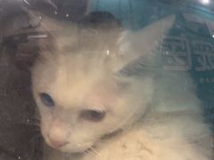 -安安宠医宠物医院·异宠·犬猫内科(岳阳分院)