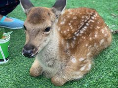 -北京鹿世界主题园