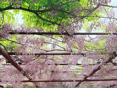 -嘉定紫藤园