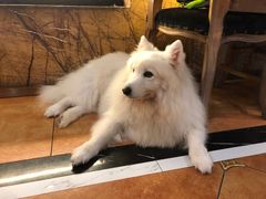 -more than meow吴止猫主题餐厅(承德 中船汇店)