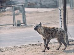 -秦皇岛野生动物园