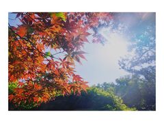 -嘉定紫藤园