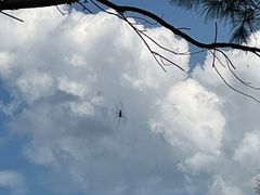 -羚羊峡古栈道森林公园