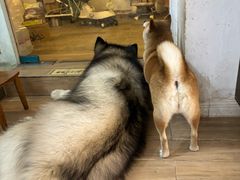 -李小姐の猫咖啡馆(五角场店)