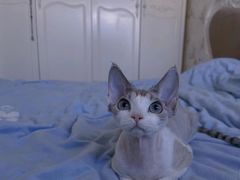 -山宅一喵德文卷毛猫舍