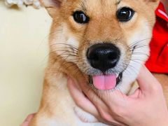 -柴犬高等学院·狗咖·柴犬售卖·宠物训练