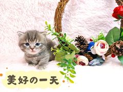 -十年猫舍·猫咪专门店(普陀店)