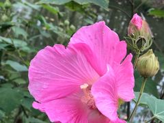 -合肥滨湖国家森林公园