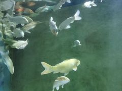 -东方巨龟苑景区