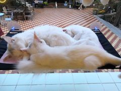 幸福一家人-有猫主题·治愈系猫咖(曾厝垵店)