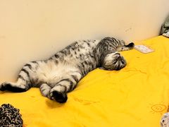 -心仪动物医院·牙专科·肿瘤·心脏科(西客站院)