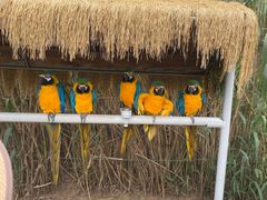 -西霞口神雕山野生动物世界
