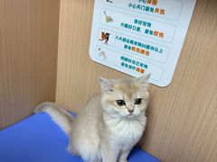 -谐和贝康宠物医院24小时·宠保定点(急重症转诊中心)