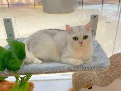 -COLOR PETS 撸猫馆·购猫·猫咖(长风大悦城店)