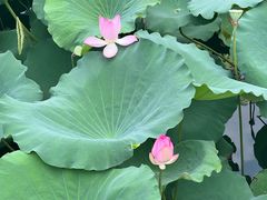 -荔湾湖公园