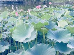 -成都南湖公园