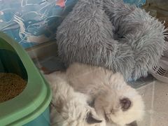 -糯米喵星人总部直营旗舰店·猫舍·幼猫出售