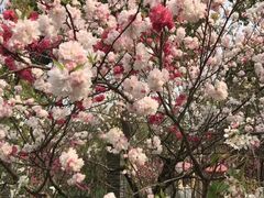 -南汇桃花村